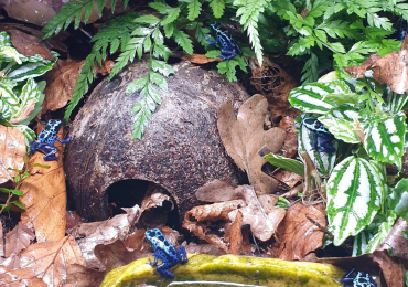 Blue Dart Frog – Dendrobates tinctorius azureus