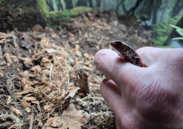 Juvenile Fire Skinks