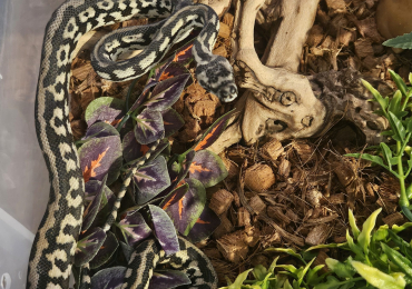 Jungle carpet python female