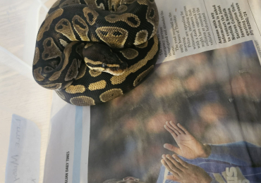 Female normal python