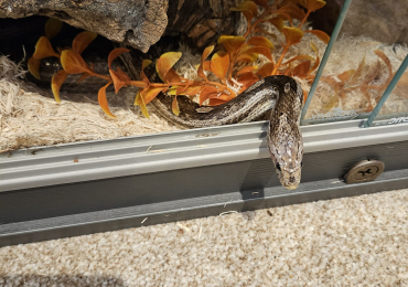 Corn snake for sale