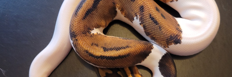 1.0 Male Leopard Pied