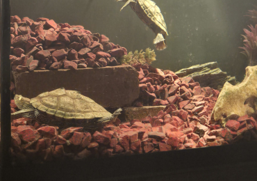 Mississippi map turtles