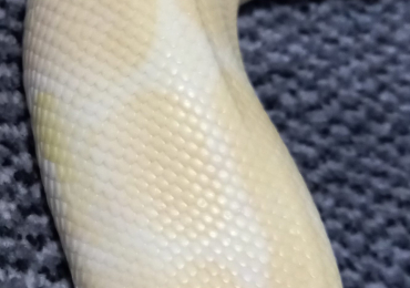 Albino ball python female