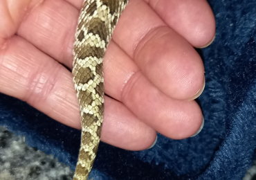 Female hognose for sale