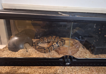 Python snake