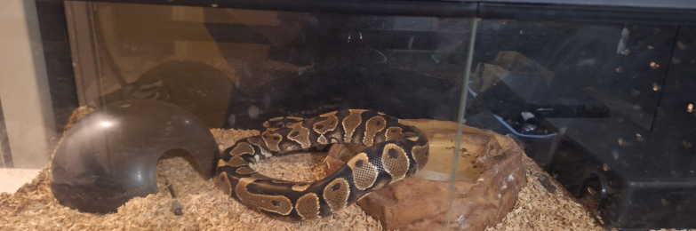 Python snake