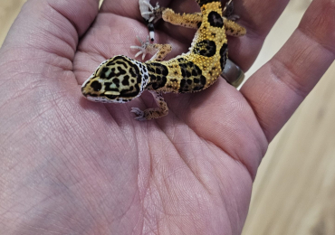 Juvenile Leopard Geckos