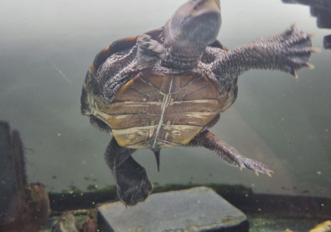 Northern Diamondback Terrapin for sale