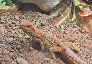 Hypo-translucent red bearded dragon