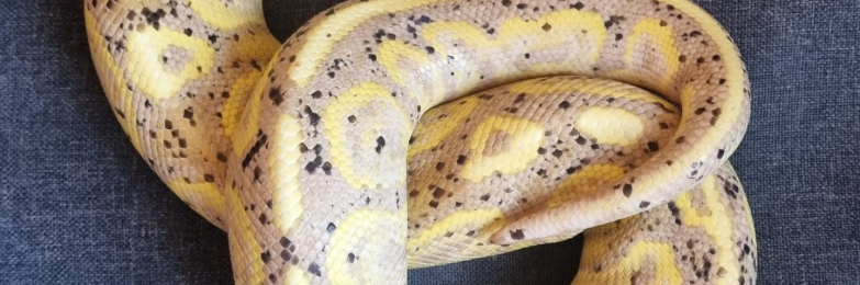 Banana Cinnamon Fire Paradox