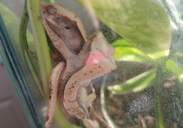 Baby crested gecko