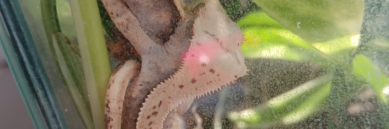 Baby crested gecko