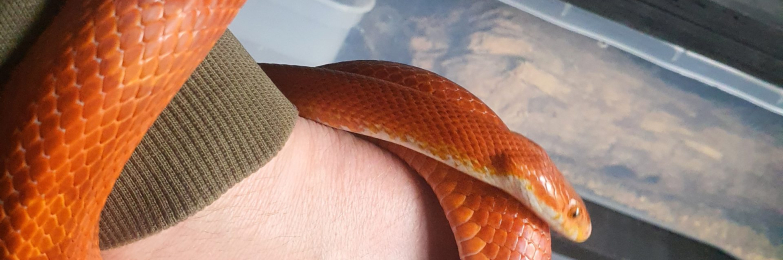 Proven male’s corn snakes,  bloodred piedside and anery het scaleless