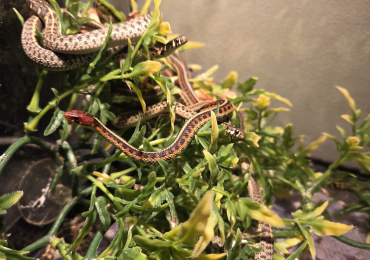 California Red Sided x San Francisco Garter Snakes