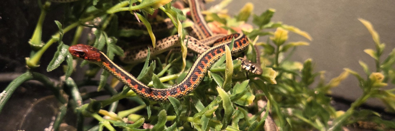 California Red Sided x San Francisco Garter Snakes