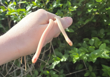 Albino checkered garter snakes