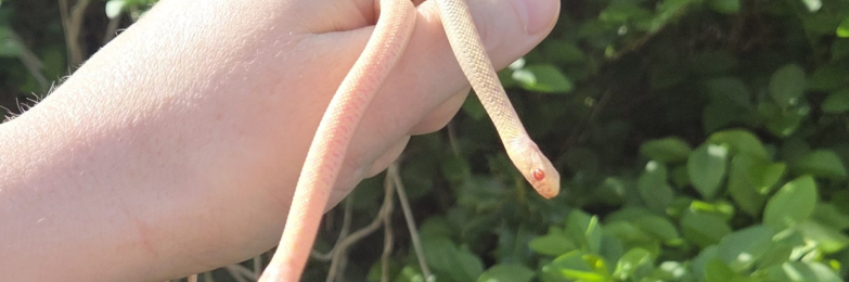 Albino checkered garter snakes
