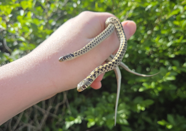 Normal Het Albino Checkered Garter Snake