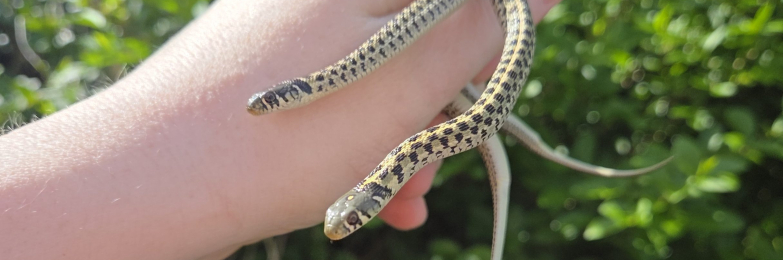 Normal Het Albino Checkered Garter Snake