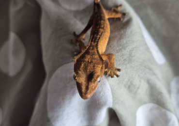 Crested gecko baby’s