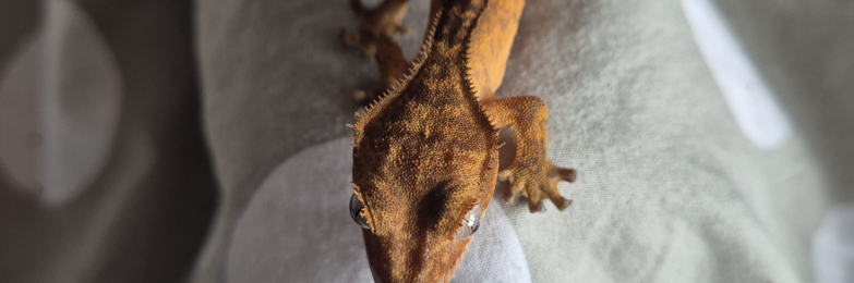 Crested gecko baby’s