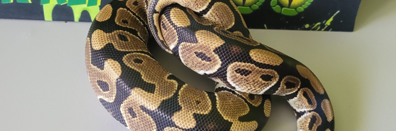 Female Royal (Ball) Python 100% het Desert Ghost