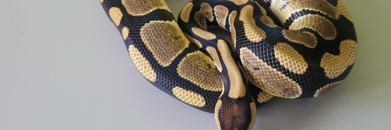 1.0 Male Royal (Ball) Python
