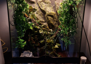 Crested gecko breeding pair with enclosure
