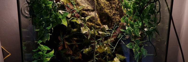 Crested gecko breeding pair with enclosure