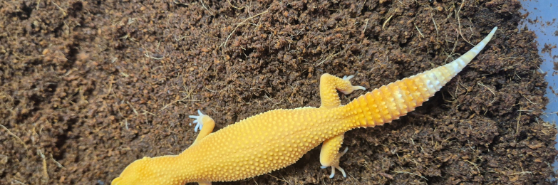Sunglow leopard gecko for sale