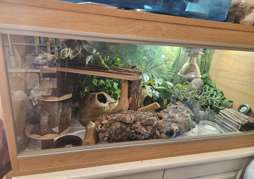 Leopard gecko and set up