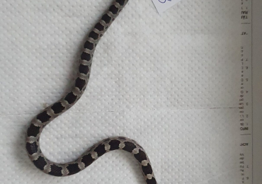 Axanthic baby