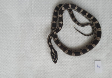 Axanthic baby