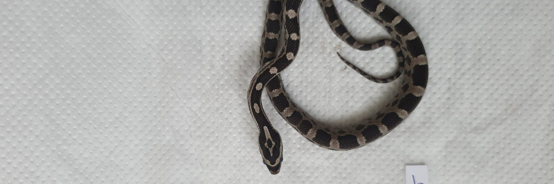 Axanthic baby Axanthic baby