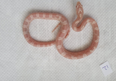 Snow baby