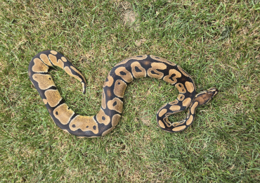 Ball python  for sale