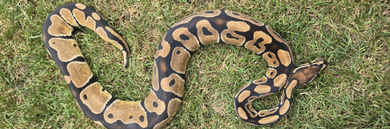 Ball python  for sale