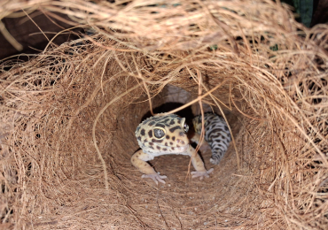 Lepord geckos for sale