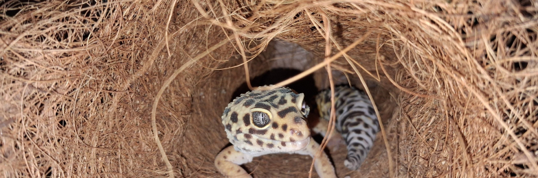 Lepord geckos for sale