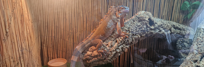 Green Iguanna ( Fake Red )