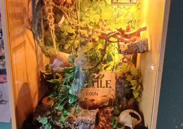 Beautiful columbian rainbow boa with full viv set-up
