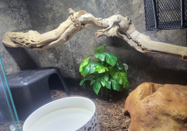 Royal/ball python for sale