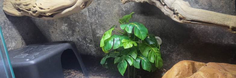 Royal/ball python for sale