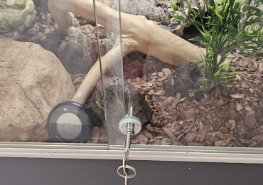 Royal python with full setup