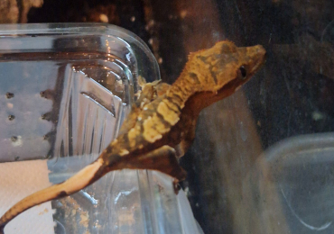 Baby crested geckos