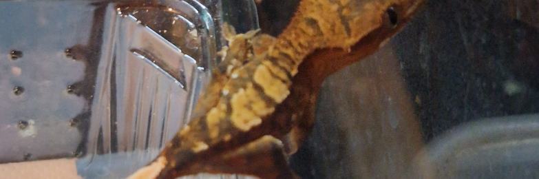Baby crested geckos