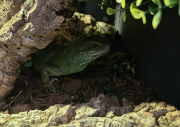 18 months old Chinese water dragon