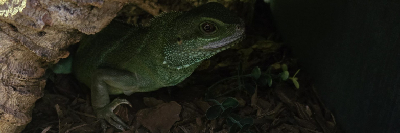 18 months old Chinese water dragon