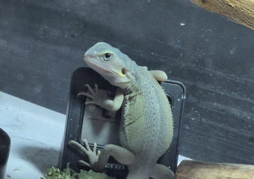 Bearded dragons
